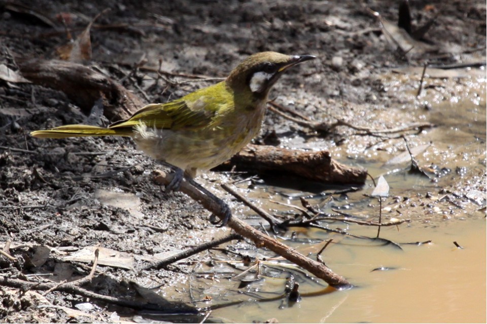 White-eared Honeyeater (Lichenostomus leucotis)